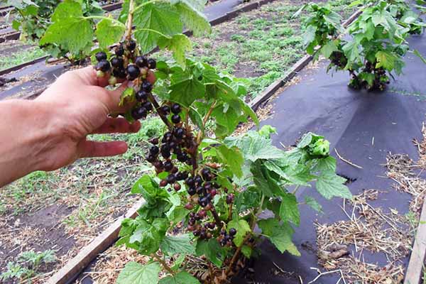 Jeune buisson de cassis aux baies