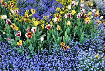 Kvetinové záhony s tulipánmi a zabudnuté mačky