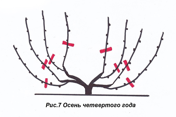 Vynuogių genėjimo schema ketvirtų metų rudenį