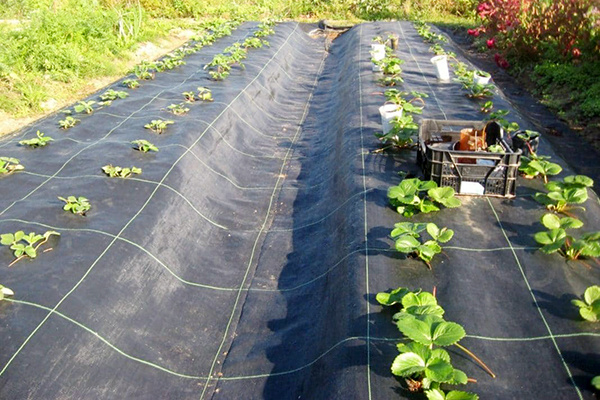 Planting strawberries on covering material
