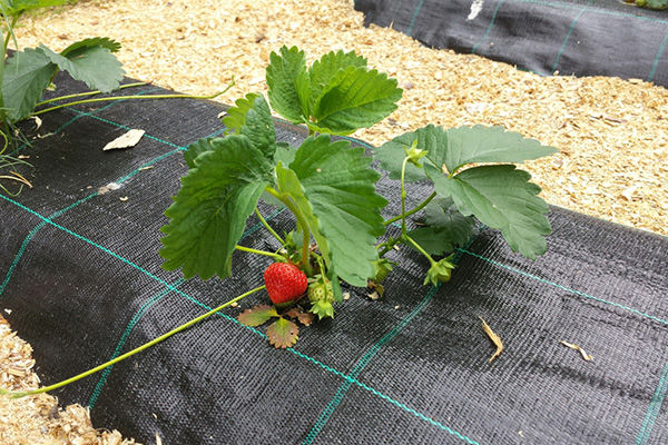 Agril sa mga kama ng strawberry