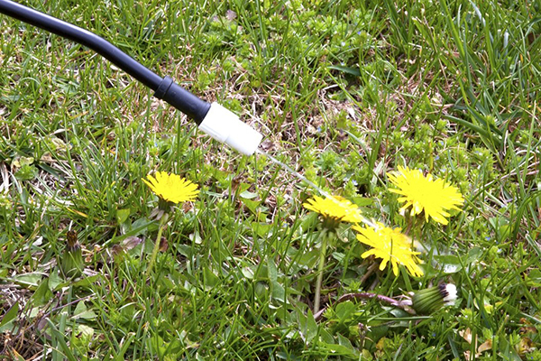 Pag-spray ng mga dandelion na may solusyon sa herbicide