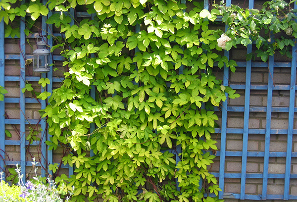 Дървена решетка на стената като опора за катерещи растения
