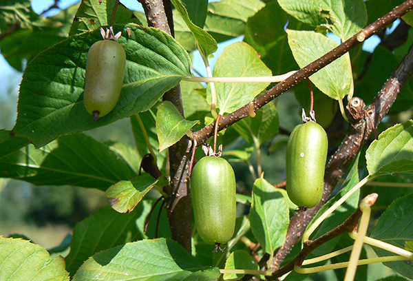 Aktinidijas ar augļiem