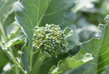 Broccoli inflorescence