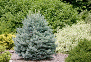 Blue spruce on the site