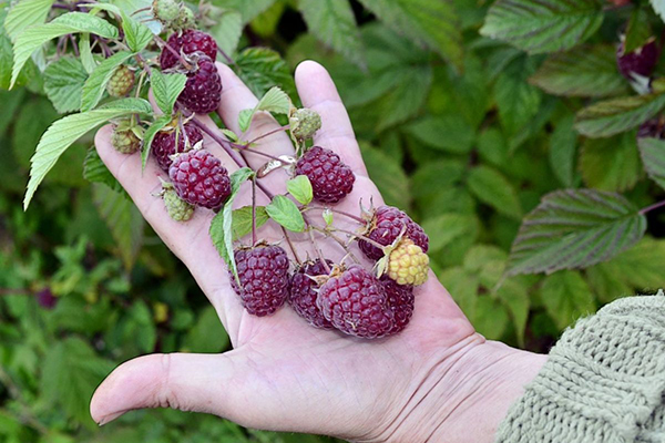 Malaking berry sa isang bush ng raspberry