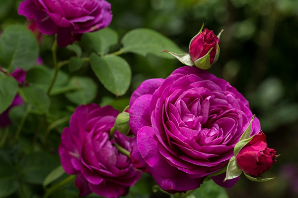 Dārzā ziedoša roze