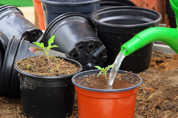 Watering seedlings