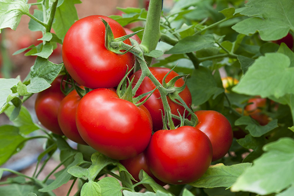 Mogna tomater på en gren
