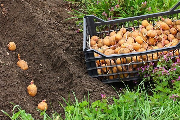 Stādot kartupeļus