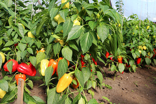 Paprika termesztése napos területen