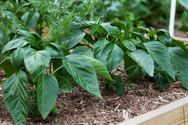 Bed met paprika