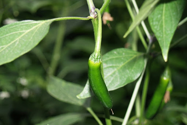 Pimenta amarga