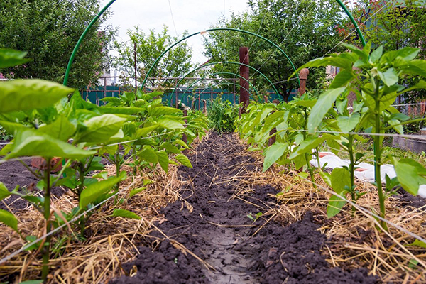 Camas de pimenta em campo aberto