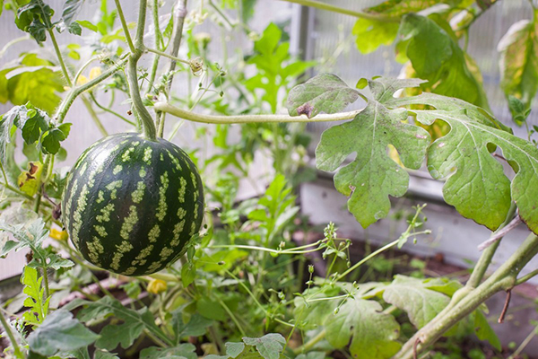 Watermelon in greenhouse
